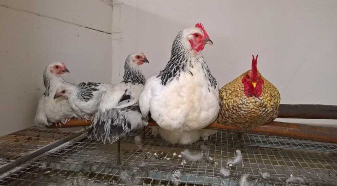 Sussex Henne neben kennfarbigen Zwergseitenhahn und drei Jungtieren
